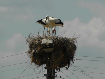 photo 439092