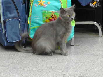photo 439097