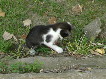 photo 439100
