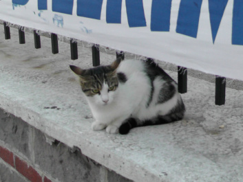 photo 439115