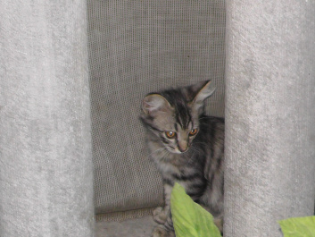 photo 439116