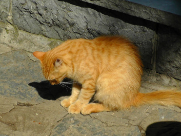 photo 439120