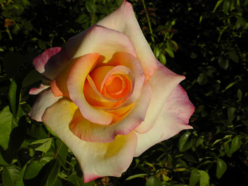 photo 439124