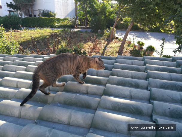photo 1516145