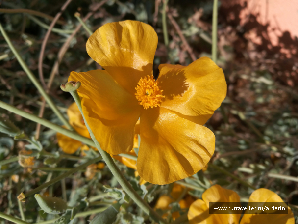 photo 1516146