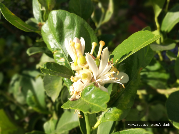 photo 1516147