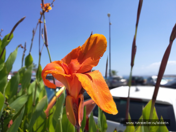 photo 1516155