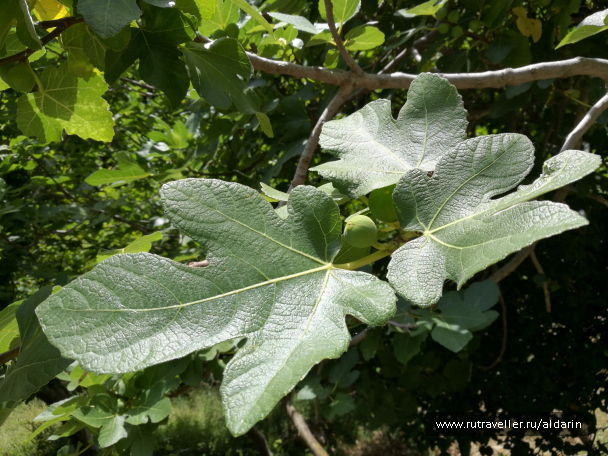 photo 1516164
