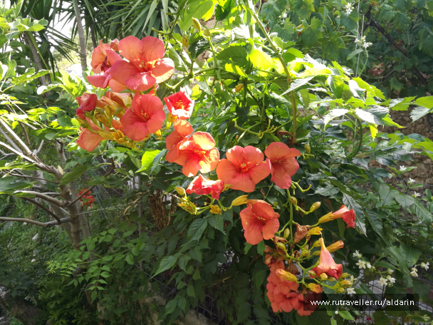 photo 1516168