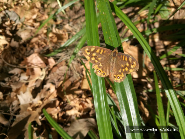 photo 1516176