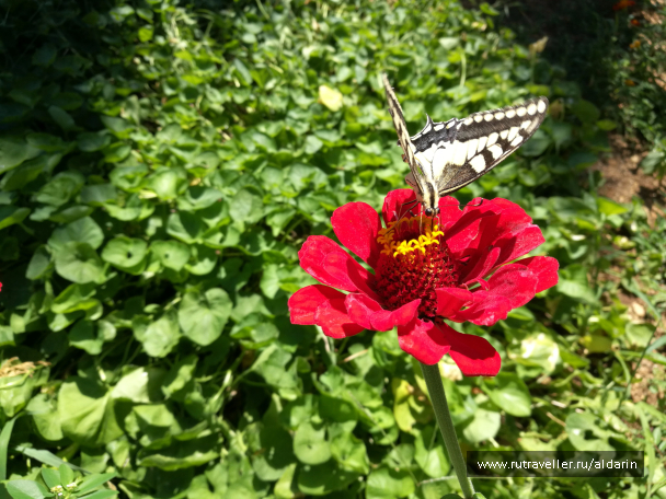 photo 1516188