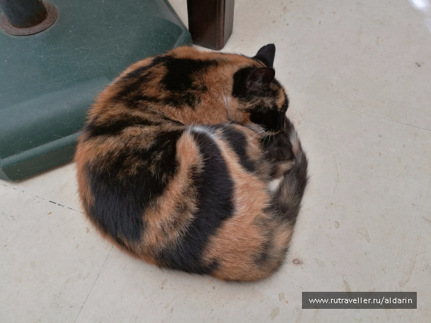 photo 1516196