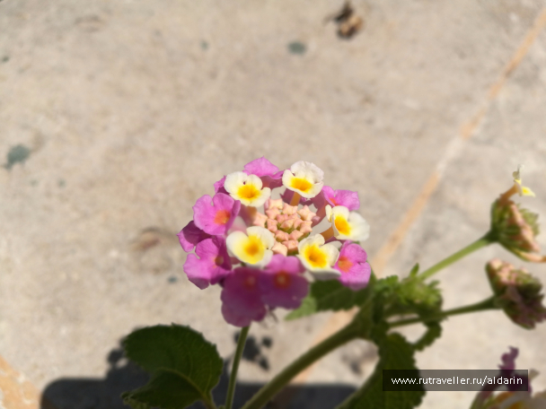 photo 1516211