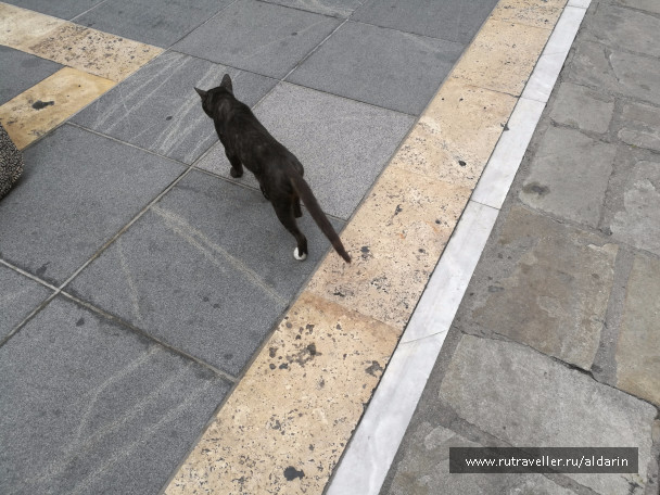 photo 1516241