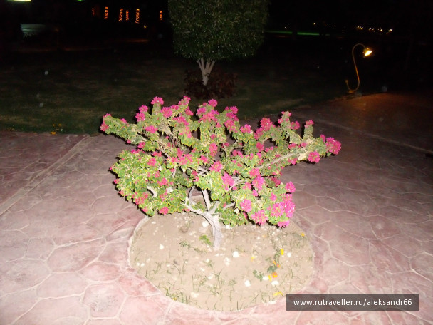photo 201577