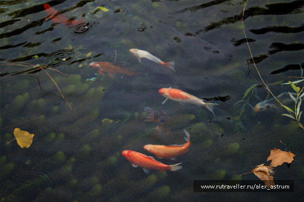 photo 593530