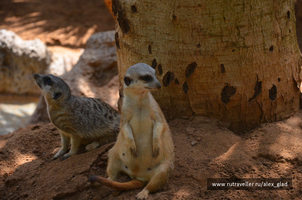 photo 484990