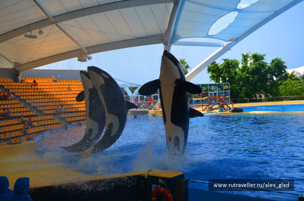 photo 484993