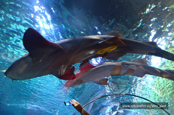 photo 485682