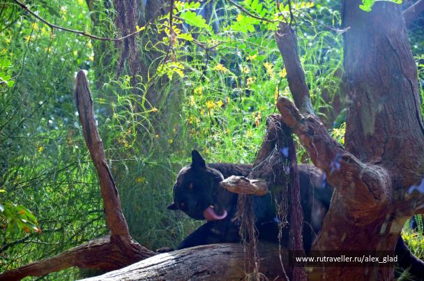 photo 485683