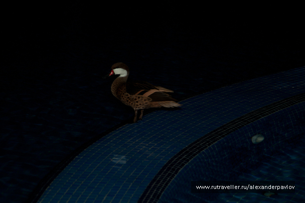 photo 151907