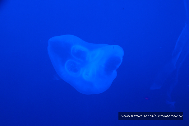 photo 303215