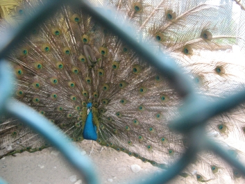 photo 767966