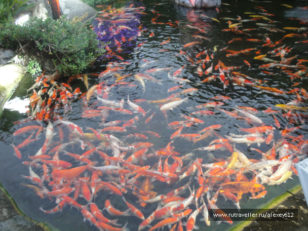 photo 469067