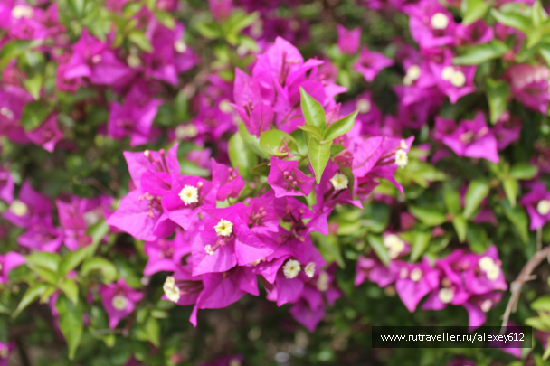 photo 469650