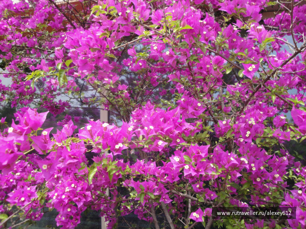 photo 469768