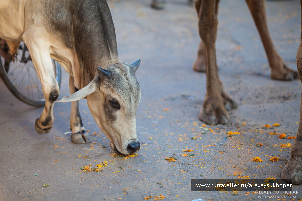 photo 404564