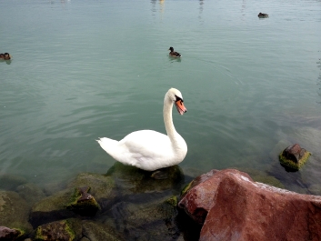 photo 852751