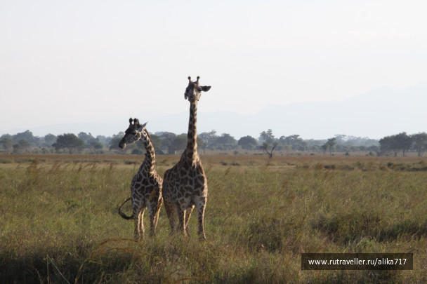 photo 107197