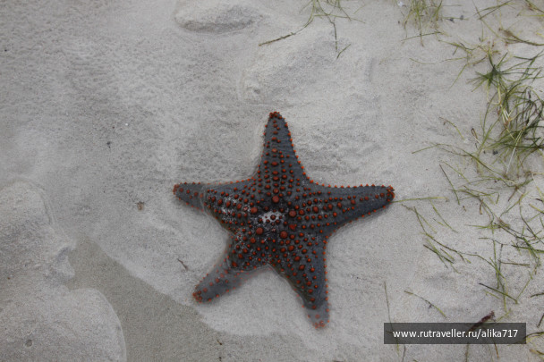 photo 107231