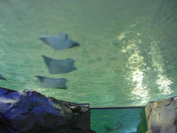 photo 154225