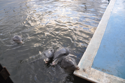 photo 58471