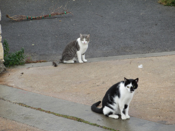 photo 182679