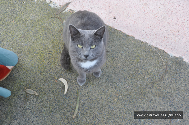 photo 225579
