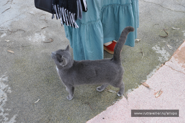 photo 225581