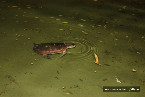 photo 229787