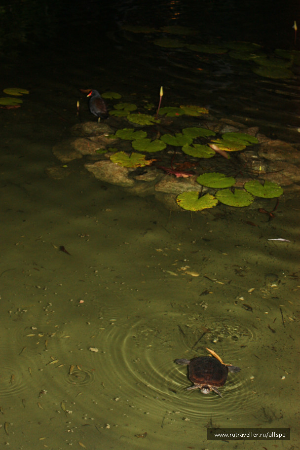 photo 229788