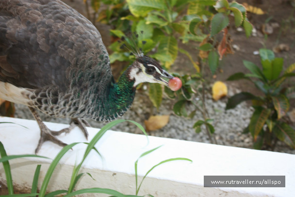 photo 229795