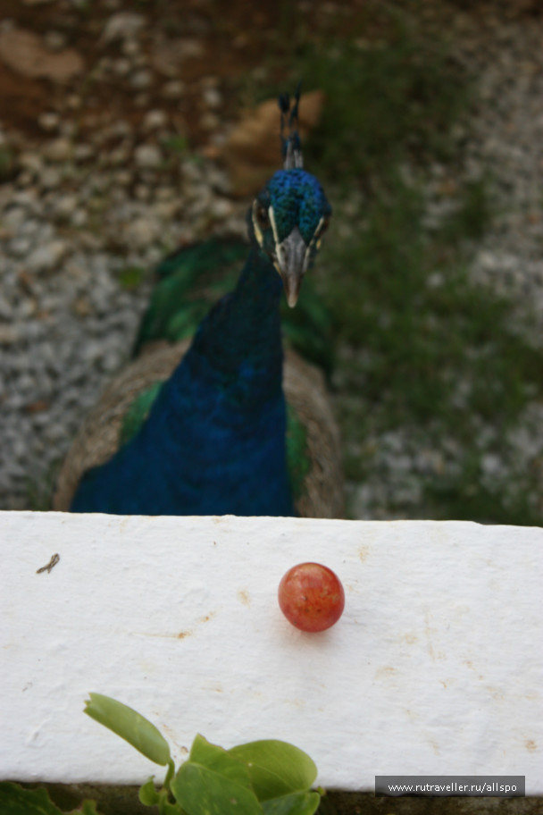 photo 229796
