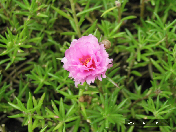 photo 25347