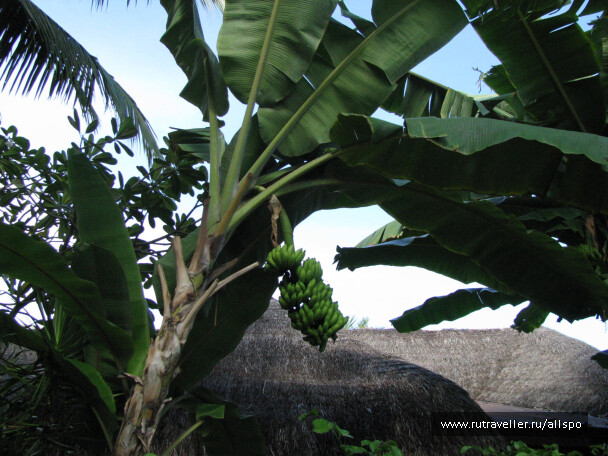 photo 25366