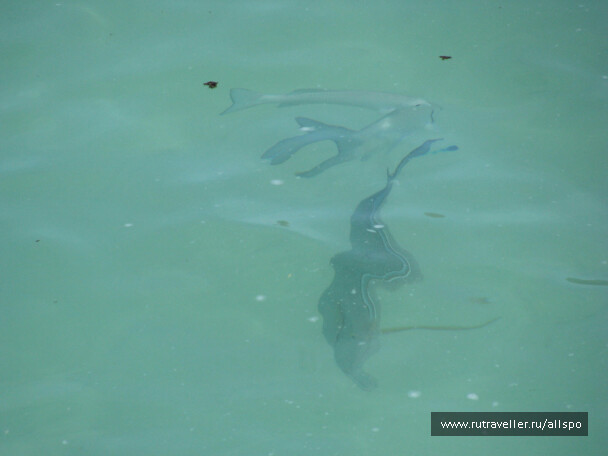 photo 25371