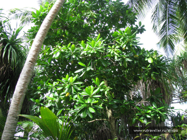 photo 25375