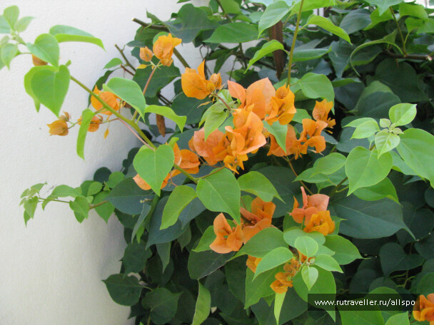 photo 25427