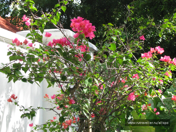 photo 25443