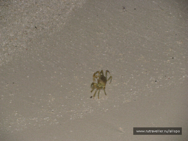 photo 25447